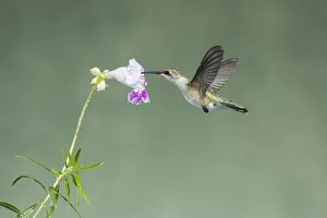 Black-chinned Hummingbird (Archilochus alexandri) young male feeding on flower nectar