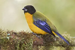 Black-chinned Mountain Tanager (Anisognathus notabilis), Ecuador Black-chinned Mountain Tanager (Anisognathus notabilis), Ecuador