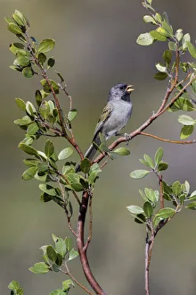 Black-chinned Sparrow (Spizella atrogularis) male, Arizona, USA Black-chinned Sparrow (Spizella atrogularis) male, Arizona, USA