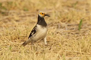 Black-collared Starling (Gracupica nigricollis), Doi Lang, Thailand Black-collared Starling (Gracupica nigricollis), Doi Lang, Thailand