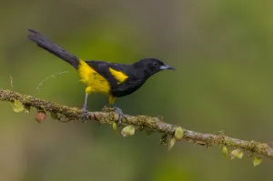Central America Prints: Black-cowled Oriole (Icterus prosthemelas) perched on a branch, Alajuela, Costa Rica