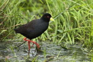 Black Crake (Amaurornis flavirostra) foraging, Kwazulu-Natal, South Africa Black Crake (Amaurornis flavirostra) foraging, Kwazulu-Natal, South Africa