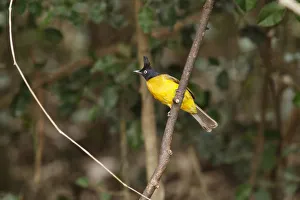 Black-crested Bulbul (Pycnonotus flaviventris), Kaeng Krachan, Thailand Black-crested Bulbul (Pycnonotus flaviventris), Kaeng Krachan, Thailand