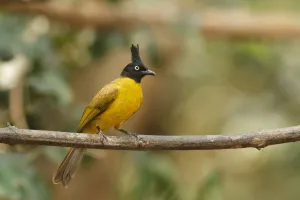 Black-crested Bulbul (Pycnonotus flaviventris), Khao Yai, Thailand