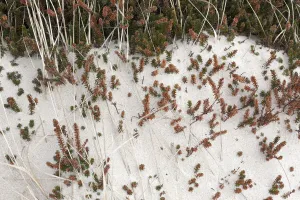 Black Prints: Black Crowberry (Empetrum nigrum) covered by drift sand, Schoorlse Duinen, Noord-Holland