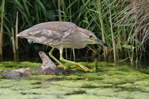 Black-crowned Night Heron (Nycticorax nycticorax), Aargau, Switzerland Black-crowned Night Heron (Nycticorax nycticorax), Aargau, Switzerland