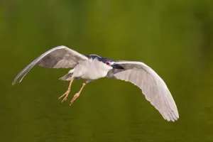 Black-crowned Night Heron (Nycticorax nycticorax) flying, Florida, USA
