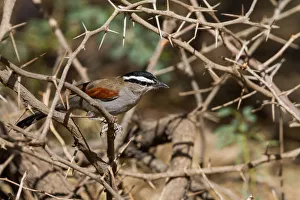 Arabian Peninsula Prints: Black-crowned Tchagra (Tchagra senegalus percivali) perched on a branch, Oman