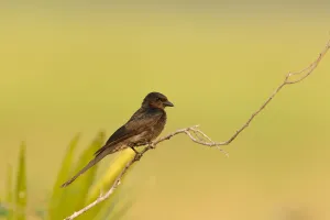 Black Drongo (Dicrurus macrocercus), Phetchaburi, Thailand