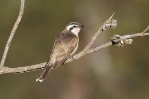 Australia Prints: Black-eared Cuckoo (Chrysococcyx osculans) perched on a branch, Victoria, Australia