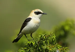 Black-eared Wheatear (Oenanthe hispanica) male perched on a branch, French Riviera Black-eared Wheatear (Oenanthe hispanica) male perched on a branch, French Riviera