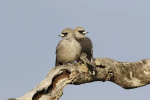 Black-faced Woodswallow (Artamus cinereus) pair perched on a dried branch, Queensland Black-faced Woodswallow (Artamus cinereus) pair perched on a dried branch, Queensland