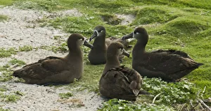 Diomedeidae Prints: Black-footed Albatross (Phoebastria nigripes), Hawaii, USA