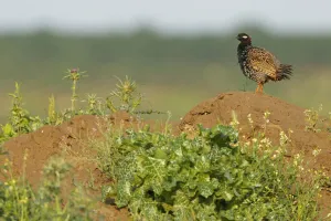 Black Francolin (Francolinus francolinus), Sanliurfa, Turkey Black Francolin (Francolinus francolinus), Sanliurfa, Turkey