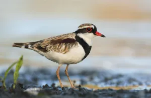 Black-fronted Dotterel (Elseyornis melanops), Victoria, Australia