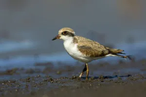 Black-fronted Dotterel (Elseyornis melanops) juvenile, Victoria, Australia
