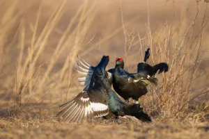 Black Grouse (Lyrurus tetrix) male, Nizhegorodskaya, Russia Black Grouse (Lyrurus tetrix) male, Nizhegorodskaya, Russia
