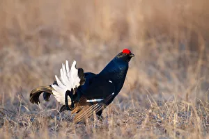 Black Grouse (Lyrurus tetrix) male, Nizhegorodskaya, Russia