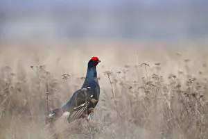 Black Grouse (Lyrurus tetrix) male, Nizhegorodskaya, Russia