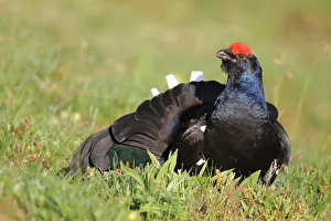 Tetrao Tetrix Prints: Black Grouse (Lyrurus tetrix) male, Bern, Switzerland