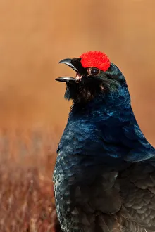 Black Grouse (Lyrurus tetrix) male, Sweden