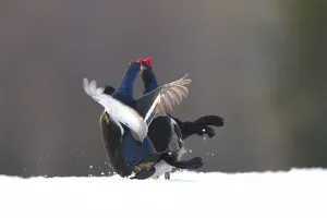 Finland Prints: Black Grouse (Tetrao tetrix) showdown on ice during courtship