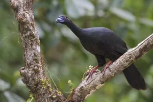 Central America Prints: Black Guan (Chamaepetes unicolor), Costa Rica