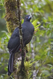 Black Guan (Chamaepetes unicolor), Costa Rica
