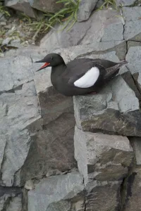 Alcidae Prints: Black Guillemot (Cepphus grylle) calling, Newfoundland, Canada
