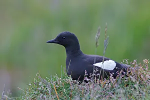 Alcidae Prints: Black Guillemot (Cepphus grylle), Iceland