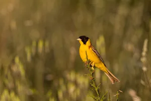 Black-headed Bunting (Emberiza melanocephala) male, Cyprus