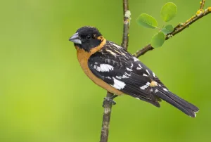 British Columbia Prints: Black-headed Grosbeak (Pheucticus melanocephalus) male, British Columbia, Canada