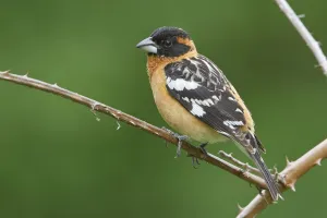 Black-headed Grosbeak (Pheucticus melanocephalus) male, British Columbia, Canada