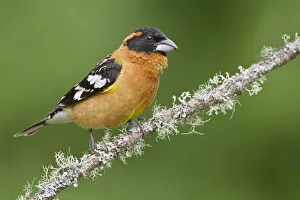Black-headed Grosbeak (Pheucticus melanocephalus) male, British Columbia, Canada