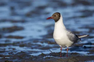 Black-headed Gull (Chroicocephalus ridibundus), Seahouses, United Kingdom Black-headed Gull (Chroicocephalus ridibundus), Seahouses, United Kingdom