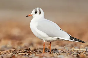 Black-headed Gull (Chroicocephalus ridibundus), St. Gallen, Switzerland