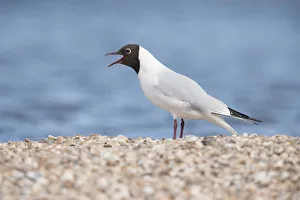 Black-headed Gull (Larus ridibundus) calling, The Netherlands, Noord-Holland Black-headed Gull (Larus ridibundus) calling, The Netherlands, Noord-Holland