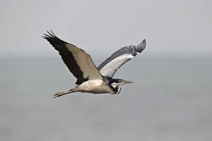 Black-headed Heron (Ardea melanocephala) flying, Semuliki, National Park, Uganda Black-headed Heron (Ardea melanocephala) flying, Semuliki, National Park, Uganda