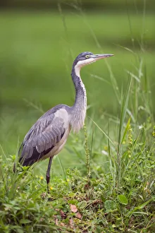 Uganda Prints: Black-headed Heron (Ardea melanocephala), Uganda