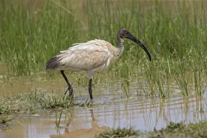 Threskiornithidae Prints: Black-headed Ibis (Threskiornis melanocephalus) foraging, Sri Lanka