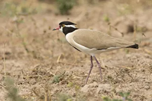 Wader Prints: Black-headed Lapwing (Vanellus tectus), Gambia