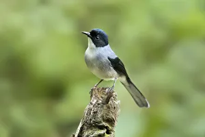 Yunnan Prints: Black-headed Sibia (Heterophasia desgodinsi), Yunnan, China