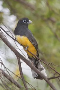 Central America Prints: Black-headed Trogon (Trogon melanocephalus), Costa Rica