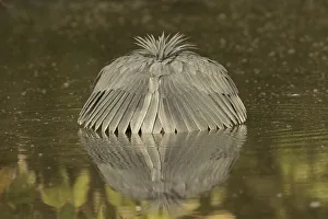 Ardeidae Prints: Black Heron (Egretta ardesiaca) foraging, Gambia