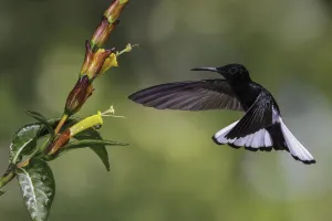Hummingbirds Prints: Black Jacobin (Florisuga fusca) flying and feeding at a flower, Atlantic rainforest