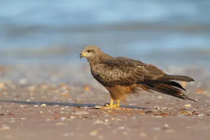 Accipitridae Prints: Black Kite (Milvus migrans), Broome, Australia