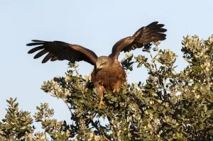 March Prints: Black Kite (Milvus migrans), Castile-La Mancha, Spain