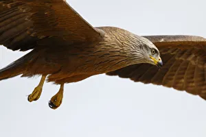 Black Kite (Milvus migrans) flying, Spain
