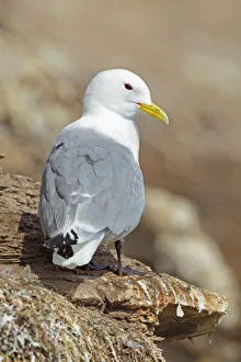 Norway Prints: Black-legged Kittiwake (Rissa tridactyla), Finnmark, Norway