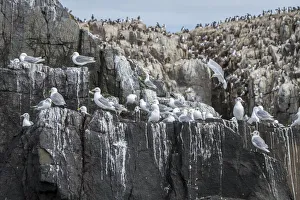 Black-legged Kittiwake (Rissa tridactyla) on a cliff, Farne Islands, United Kingdom